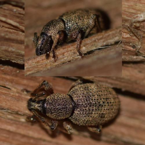 Réf. 359 064 : Otiorhynchus sp.